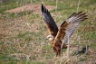 Saz delicesi / Circus aeruginosus / Western marsh-harrier 